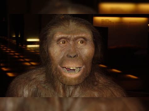 Human Ancestor Lucy Could Climb Trees Says Study