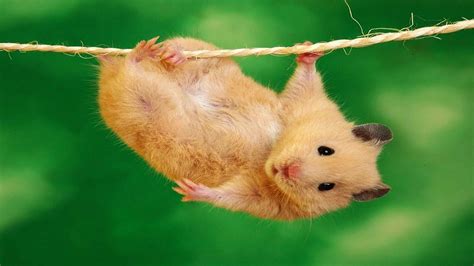 Hamster Phone Desktop Wallpapers Pictures Photos Bckground Images