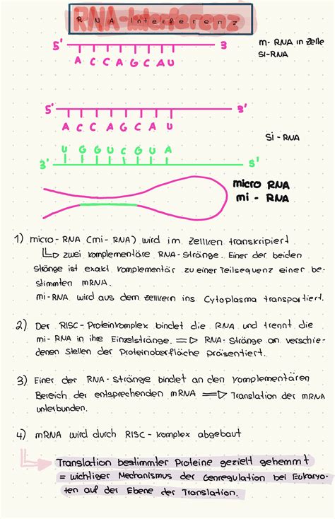 Rna Interferenz Biologie Studocu