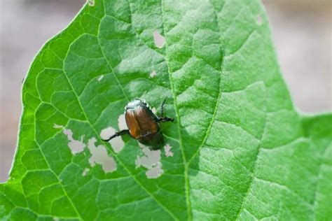 Where Do Japanese Beetles Go At Night Gardenia Organic