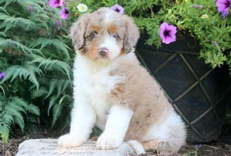 Aussiedoodle Puppies For Sale Keystone Puppies