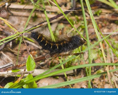 harige zwarte rupsband in onkruid close up selectieve nadruk ondiepe dof stock foto image