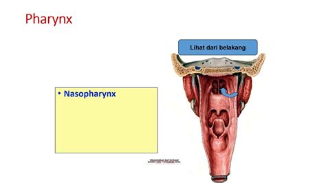 Saluran Respirasi Hot Sex Picture