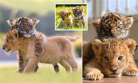 Adorable Photographs Show Inseparable Tiger And Lion Cubs In Southern Japan