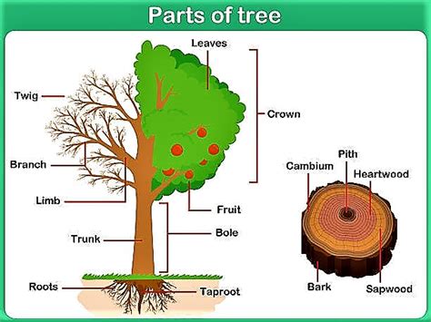 Parts Of Tree