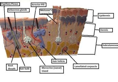 From wikimedia commons, the free media repository. Integumentary system Slides (lab part) at Copper Mountain Community College - StudyBlue