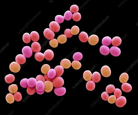 Staphylococcus Aureus Bacteria Sem Stock Image F0225774 Science