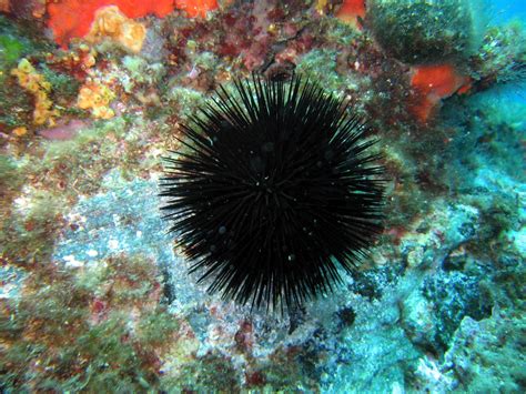 Black Sea Urchin Institut Océanographique Paul Ricard