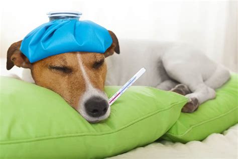 Can Dogs Get Colds 4 Best Causes Of Colds Revealed Here