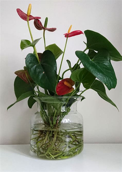 How To Grow Houseplants In Water Our House Plants
