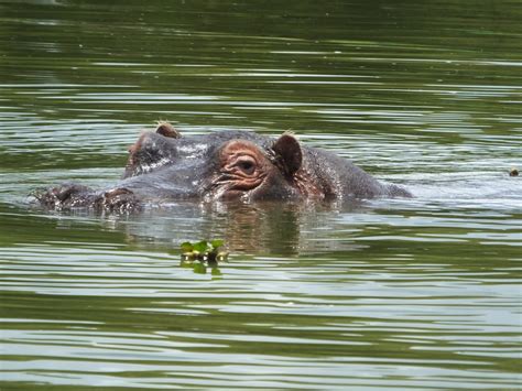Hippos Ears Eyes And Nose Similar But Different In The Animal Kingdom