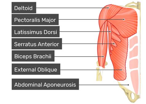 Hd Muscle Anatomy Chart
