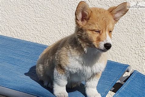 Dogs for sale, san diego. Corgi puppy for sale near San Diego, California ...