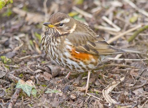 Redwing Turdus Iliacus Redwing At Brockholes Nature Rese Flickr