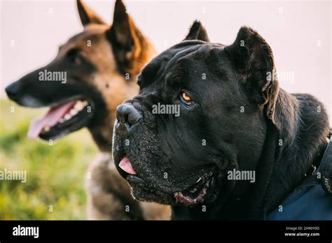 Red Malinois Dog And Black Cane Corso Dog Sitting Together In Grass