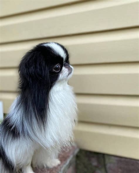 14 Amazing Facts About Japanese Chin You Probably Never Knew The Dogman