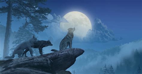 Wolves Howling At Moon Stock Motion Graphics Sbv 338422132 Storyblocks