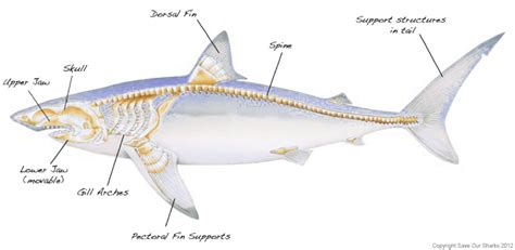 Shark Biology Skeleton Anatomy Shark Anatomy
