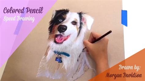 Colored Pencil Dog Drawing Time Lapse Youtube