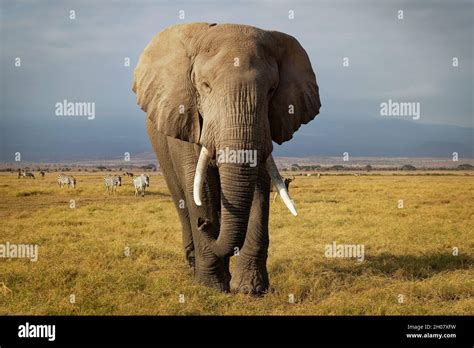 African Bush Elephant Loxodonta Africana Lonely Elephant Walking In