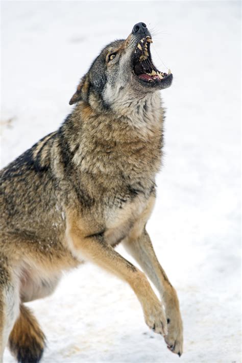 Vsyachina Beautiful Wolves Hungry Wolf