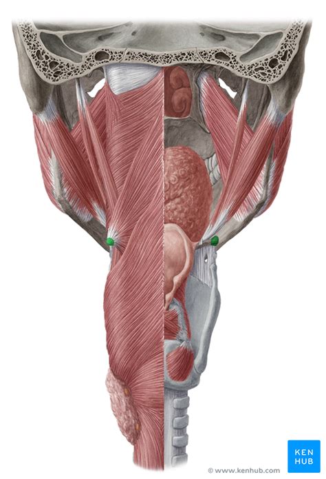 Hyoid Bone Anatomy And Function Kenhub