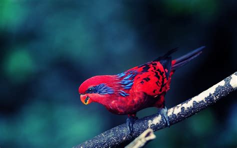 Birds Red Wallpapers Hd Desktop And Mobile Backgrounds
