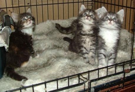 They enjoy being playful and interacting with the whole family but they also enjoy showing affection and cuddling up with the ones they love. Maine Coon Cats For Sale | Minneapolis, MN #152870