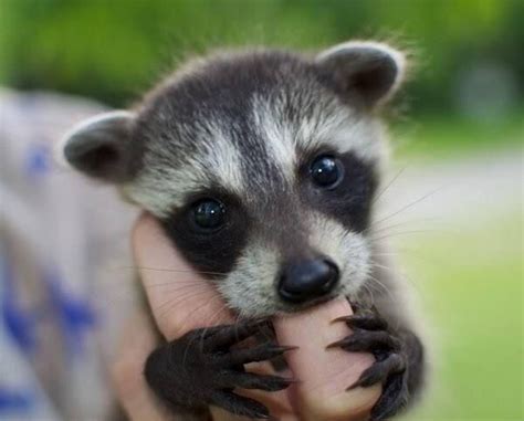 Infant Raccoon Photo Animaux Animaux Mignons Photo Drole Animaux