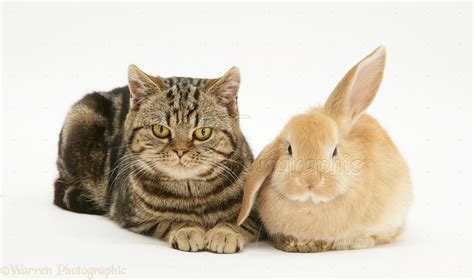 Pets Tabby Cat And Rabbit Photo Wp22500