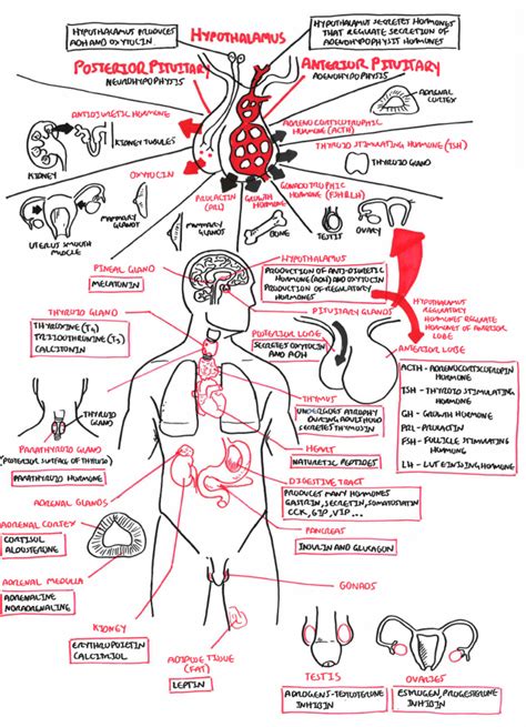 Endocrine System Endocrine System Nursing Nurse Endocrine