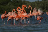 Plamingos | Flamingos - Rio Lagartos, Yucatan Mexico | Mario & Luz ...