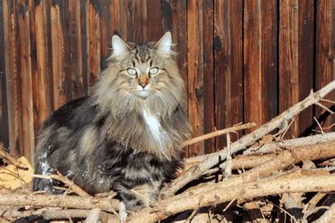 How Much Does A Norwegian Forest Cat Cost How Much Does Cost