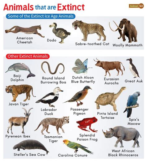 Extinct Animals List And Facts With Pictures