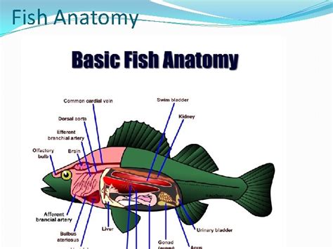 Fish Medicine Biology At 31 500 Species Fish