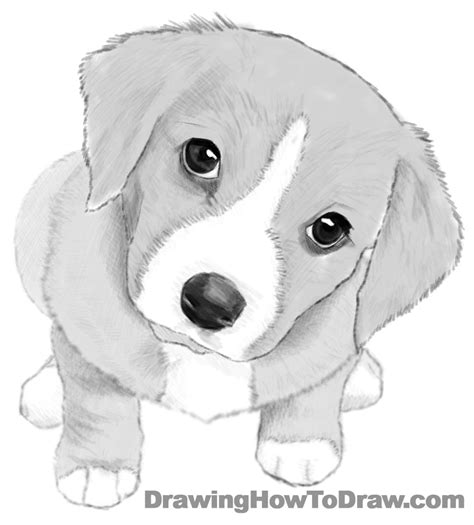 Watch Me Realistic Easy Cute Dog Drawing Draw A Cute Dog
