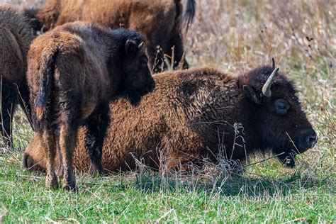 Discover The Bison Herds Of Iowa Iowa Was Once Home To Bison Herds That By Randy Runtsch
