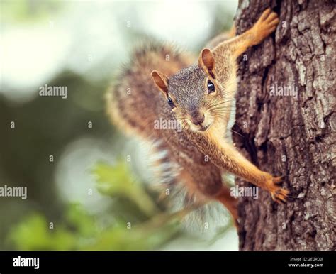 Cute Little Eastern Fox Squirrel Sciurus Niger Peeking Out From