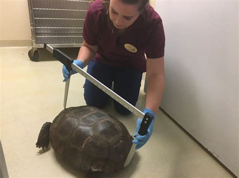 Possible Largest Gopher Tortoise On Record Found In Florida Reptiles