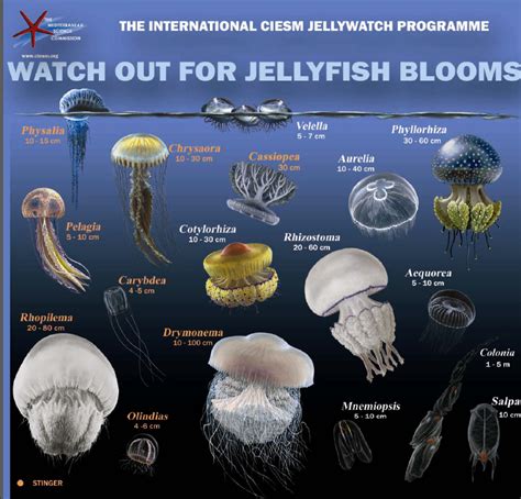 Jellyfishpng 812×779 Types Of Jellyfish Jellyfish Species Jellyfish