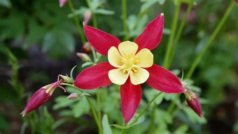 Red Columbine Flower