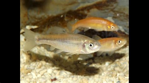 Spotlight Fathead And Rosy Red Minnows Youtube