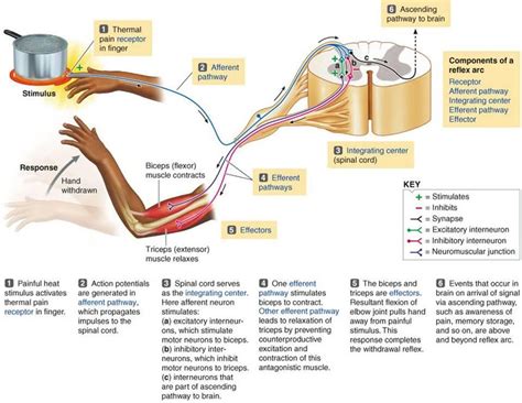 Think Tank Centre The Reflex Arc