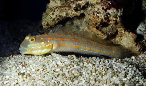 Spotted Prawn Goby Or Orange Spotted Goby Photograph By Nigel Downer