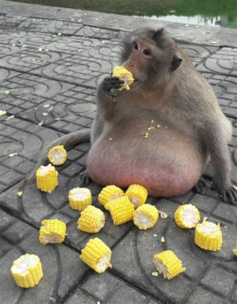This Obese Monkey Is Going To Fat Camp 10 Pics