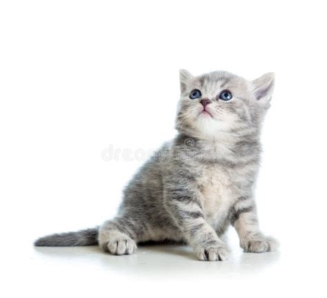 Grey Kitten Stock Photo Image Of Child Gray Feline 17090108