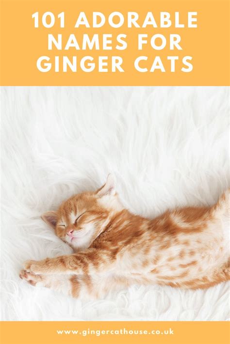 101 Adorable Names For Ginger Cats And Kittens In 2020 Ginger Cats