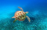 Schildkröten • Pro Wildlife