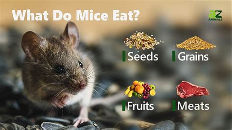 Mouse Animal Facts A Z Animals