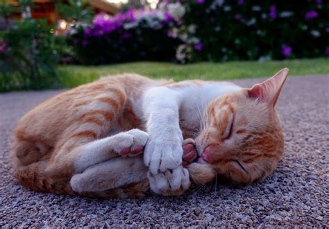 Orange And White Tabby Cat Cat Animals Sleeping Hd Wallpaper
